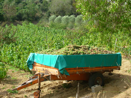 Tempo di vendemmia
