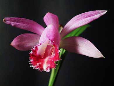Inaugurata la mostra fotografica "…tra fiori e acqua"