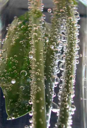 Concorso fotografico “…tra fiori e acqua”: ecco i vincitori