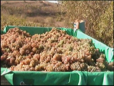 La vendemmia a Villanovaforru: ecco un reportage inedito