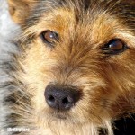 La mascotte villanovese è tornata!