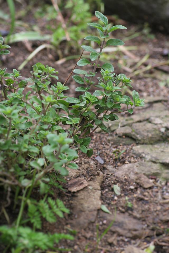 Nuove entità floristiche in Italia: tre sono di Villanovaforru!